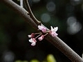 Cercis occidentalis IMG_2349 Judaszowiec zachodni